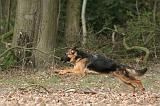 BERGER ALLEMAND 1048